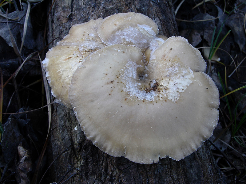 A caccia di Pleurotus ostreatus.....chiamati i  geloni...